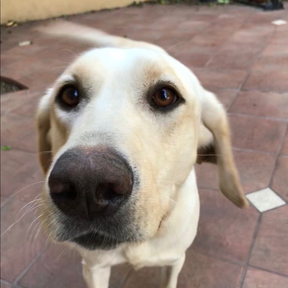 Meet your Posher, Sandy - Picture 1 of 1